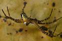 Cyrtophora_mollucensis_D7708_Z_88_The Gap_Australie